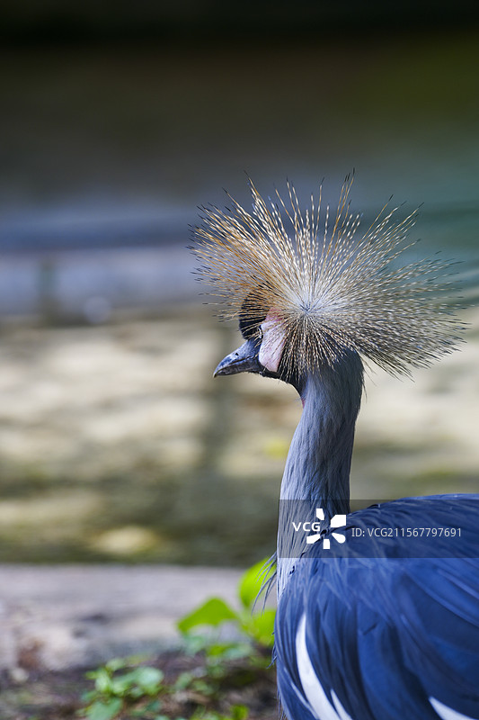 南京红山动物园“蓬蓬头”灰冠鹤图片素材