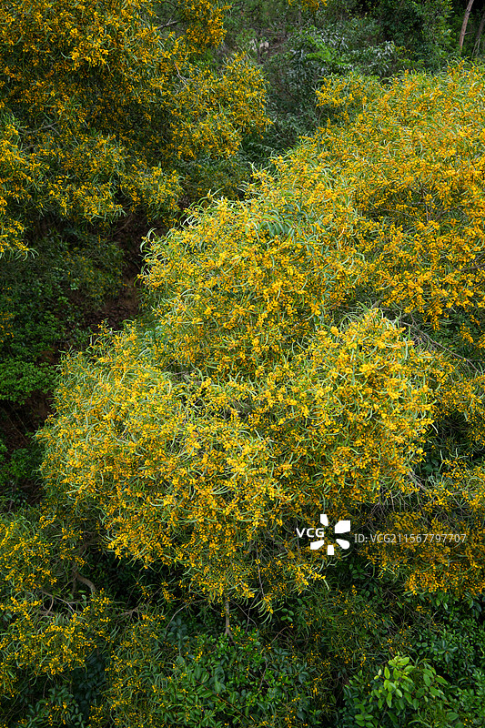 黄花植物相思树野外特写图片素材