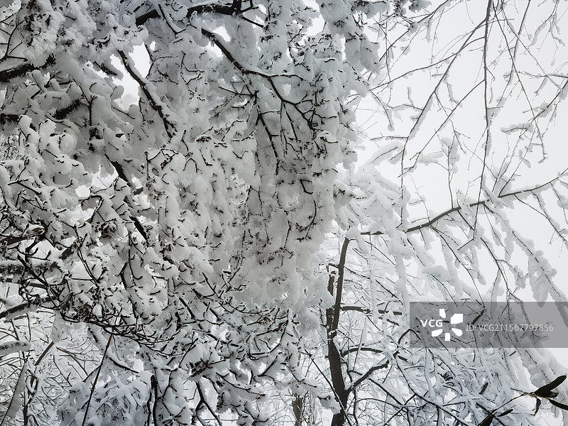 冬天里的雪景图片素材