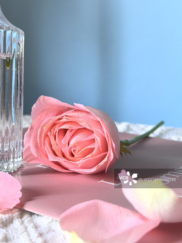 树上的一朵玫瑰花图片素材