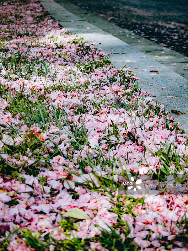 西安旅行 落花 古建筑 城墙 纹理 生命之树 历史感 现代感 城市图片素材