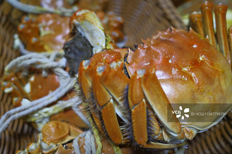 大闸蟹特写图片素材