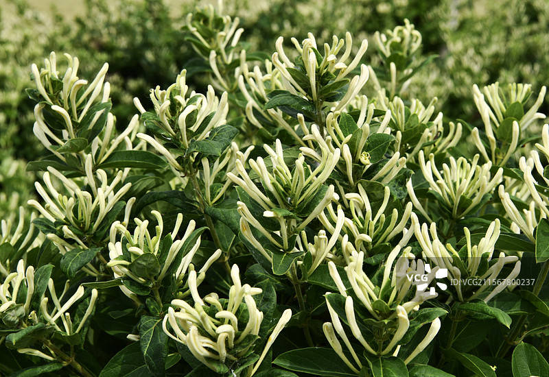 山东枣庄金银花田迎来丰收季图片素材