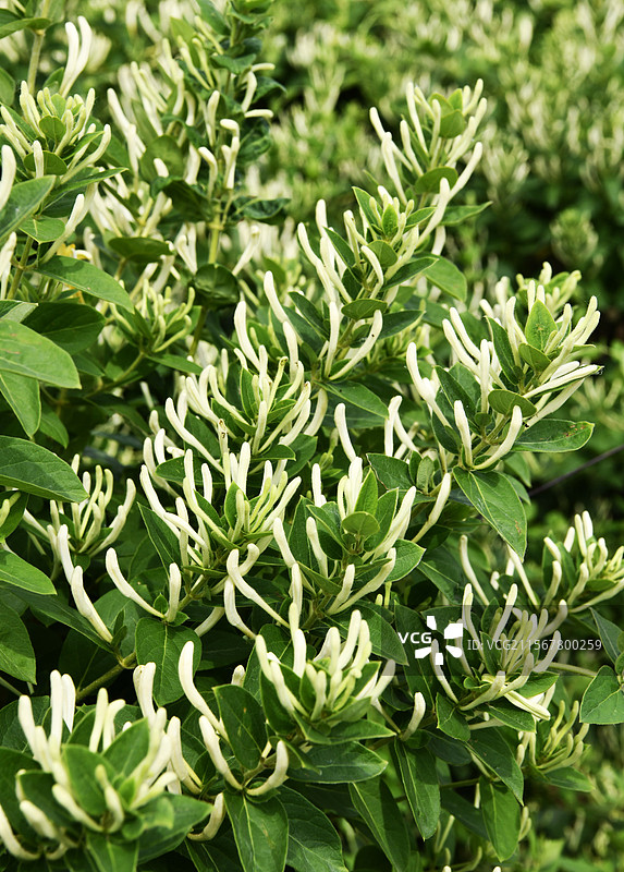 山东枣庄金银花田迎来丰收季图片素材