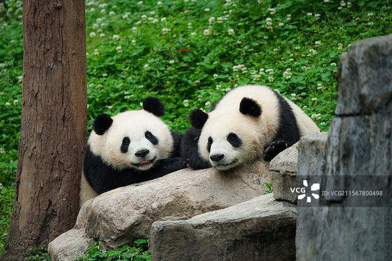 大熊猫潘旺23年幼崽 春野 秋野 雪饼 仙贝图片素材