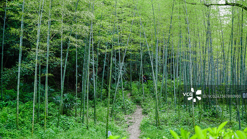 夏天竹林风光图片素材
