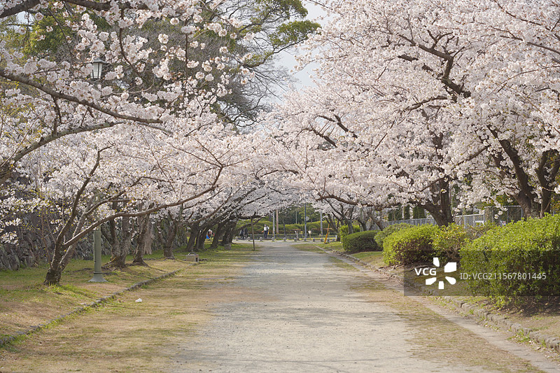 日本福冈大濠公园的春日樱花小道图片素材