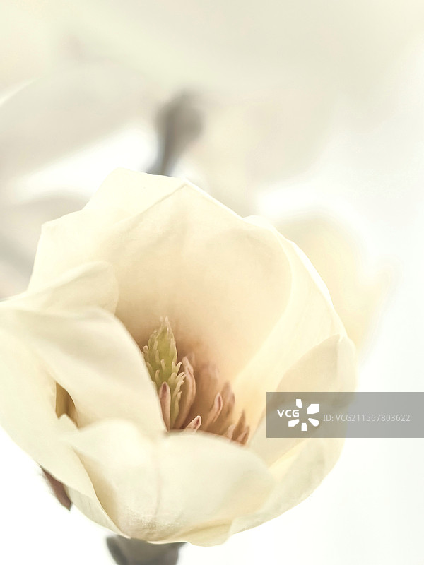 玉兰花图片素材