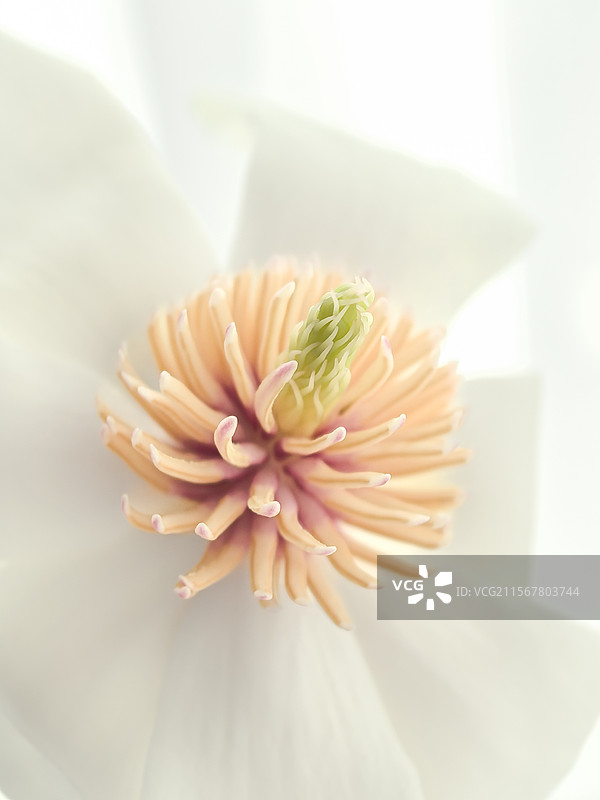 玉兰花图片素材