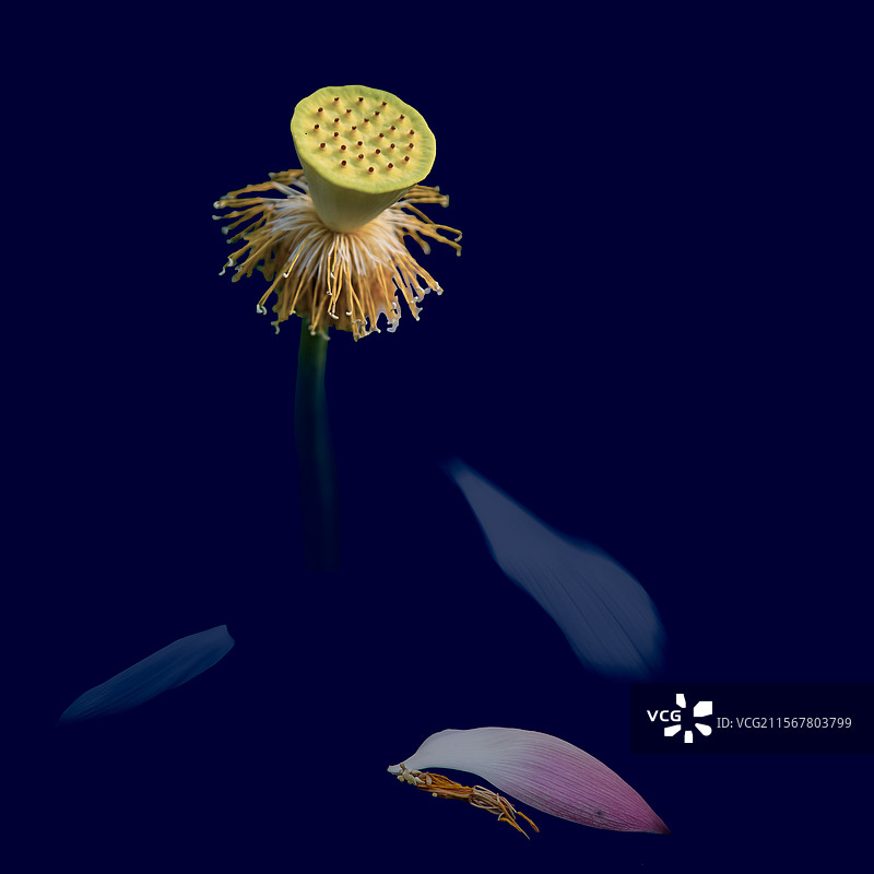 创意荷花-生命之歌图片素材