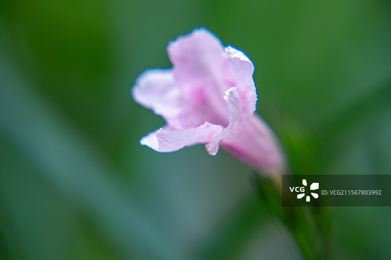 翠芦莉粉色花图片素材