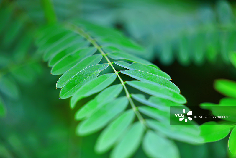 夏季天然罗望子的绿色叶子的绿叶图案或纹理图片素材