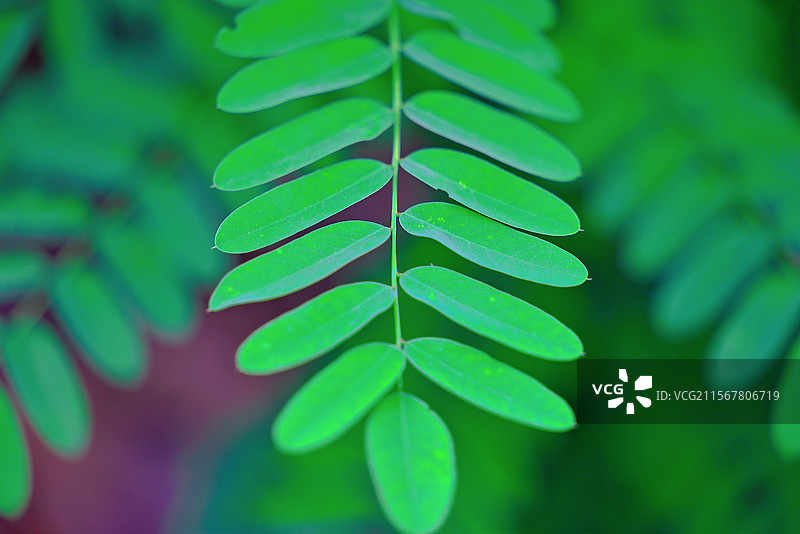 夏季天然罗望子的绿色叶子的绿叶图案或纹理图片素材