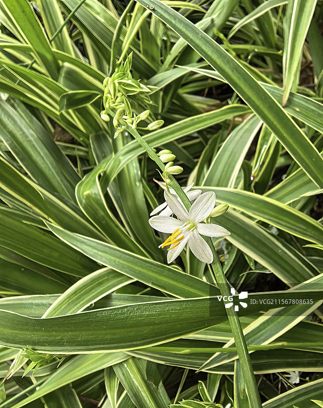 金边吊兰白色花朵图片素材