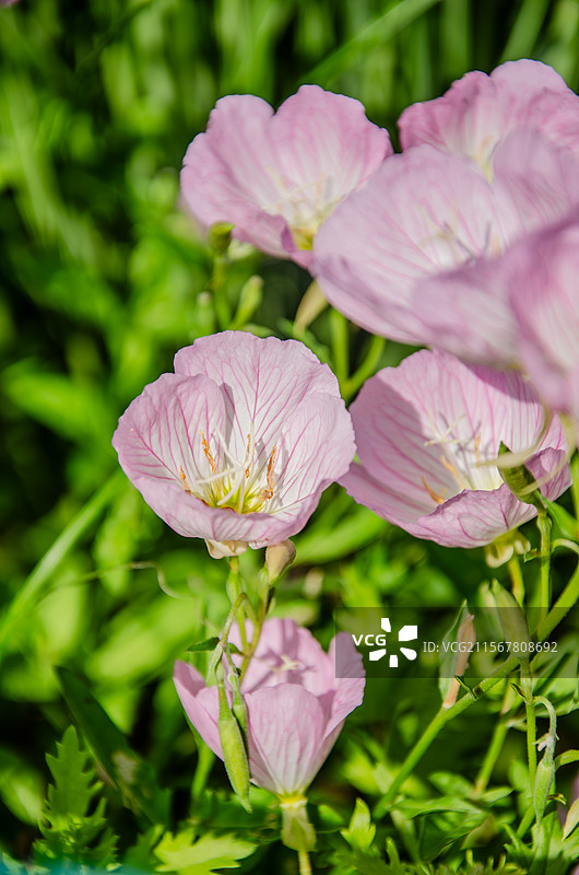 杭州大运河小河公园的美丽月见草图片素材