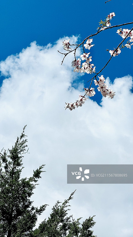 桃花松树蓝天白云图片素材