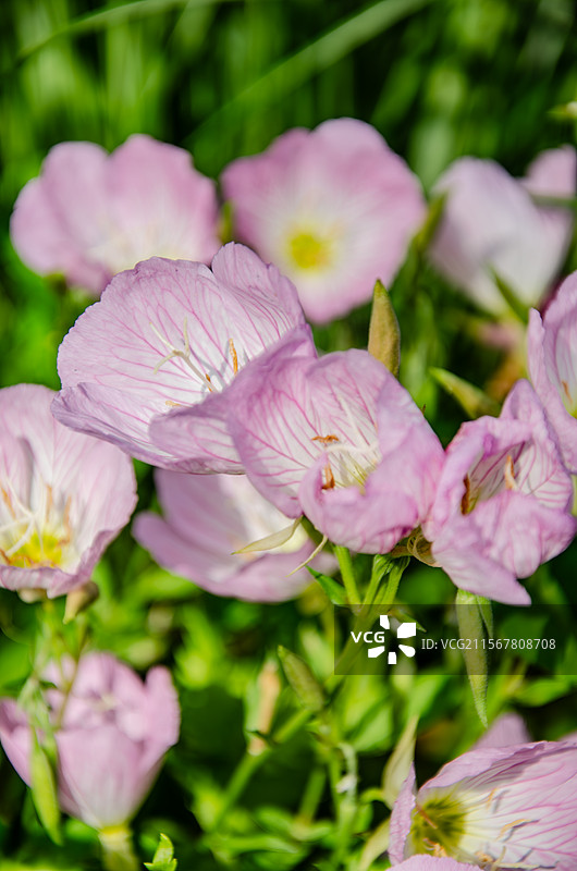 杭州大运河小河公园的美丽月见草图片素材