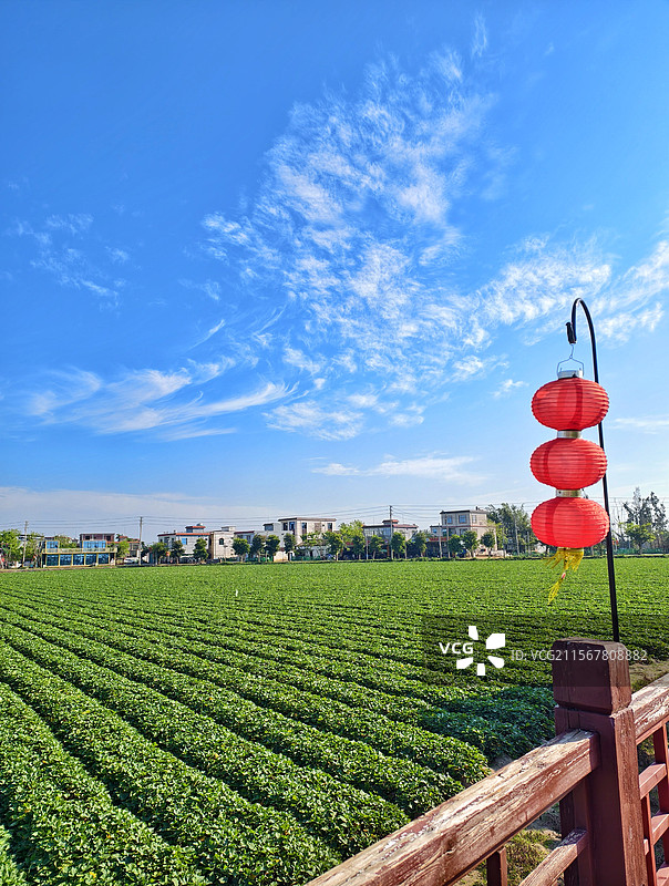 海南澄迈桥头地瓜图片素材