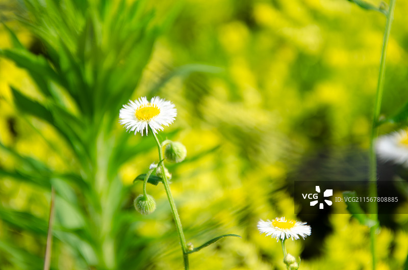 杭州大运河小河公园透过铁丝网拍摄的清新小花——春飞蓬图片素材