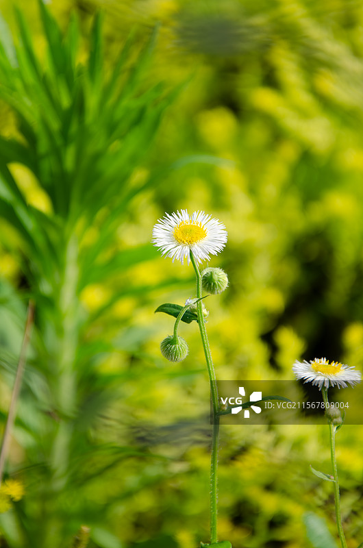 杭州大运河小河公园透过铁丝网拍摄的清新小花——春飞蓬图片素材