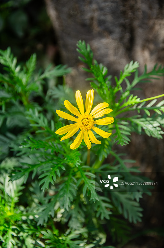 春日晴天杭州小河直街路边的黄金菊图片素材