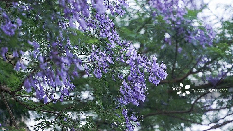 初夏蓝花楹图片素材