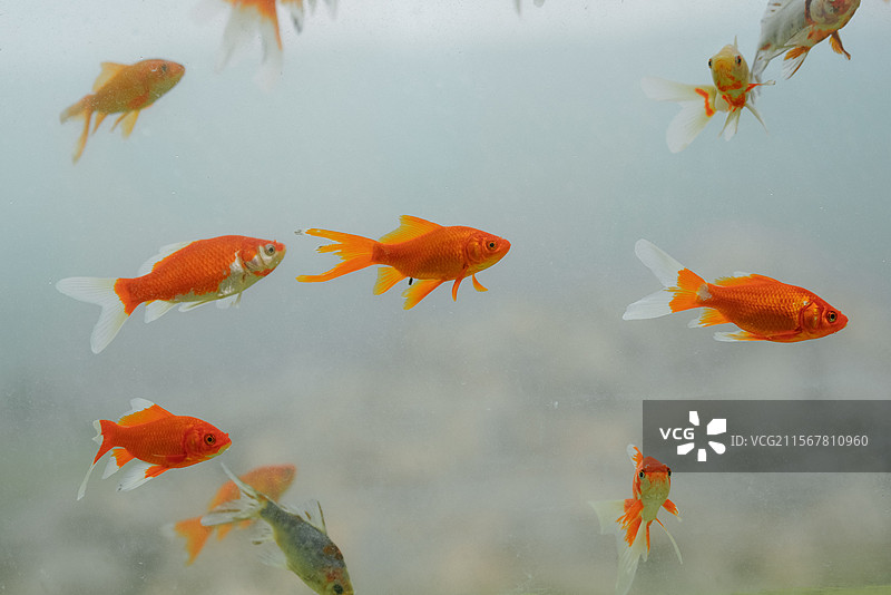 空中的金鱼图片素材