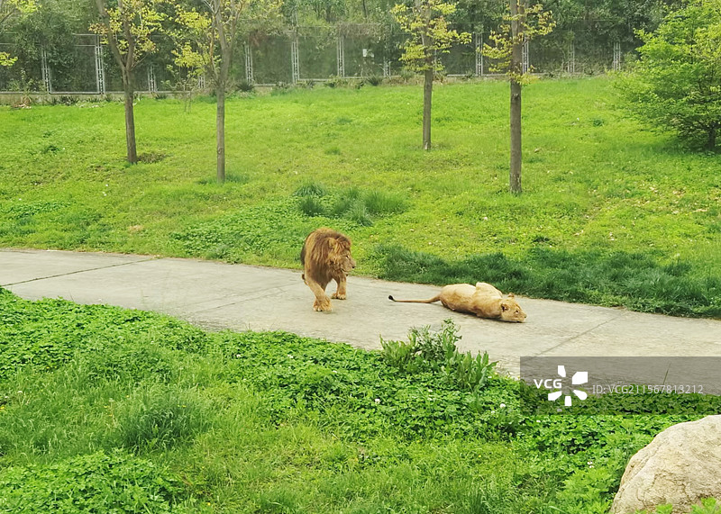 西安秦岭野生动物园里的一对狮子夫妇图片素材