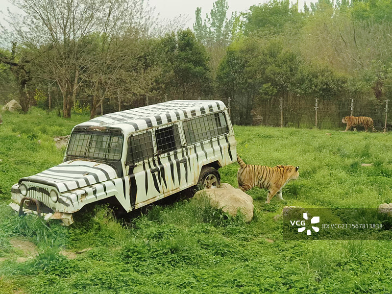西安秦岭野生动物园的老虎图片素材