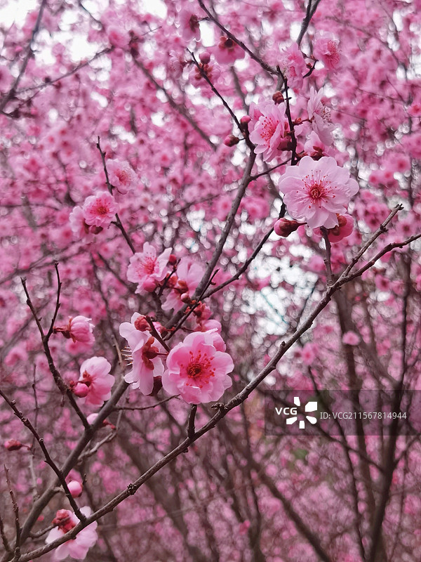 西安沣东梅园的梅花图片素材