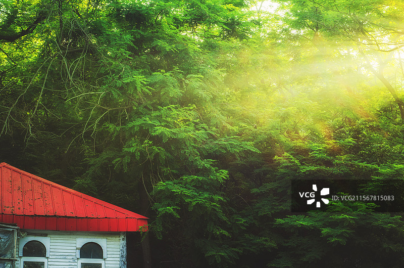 光线穿透进入森林，照在小屋上图片素材