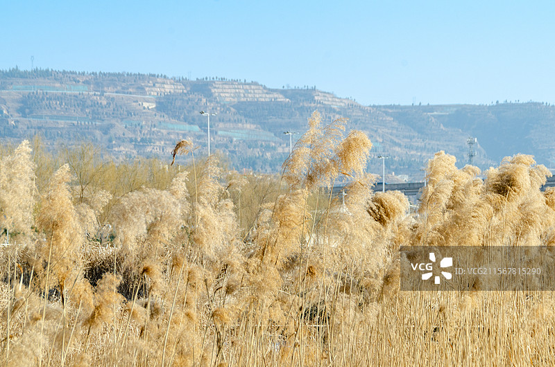 陕西渭南黄土高原东塬脚下的一片芦苇荡图片素材