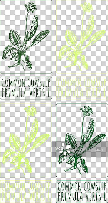 各种颜色的常见牛肝菌绘画集图片素材