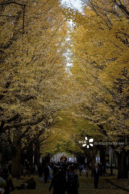 秋日东京大学的银杏大道图片素材