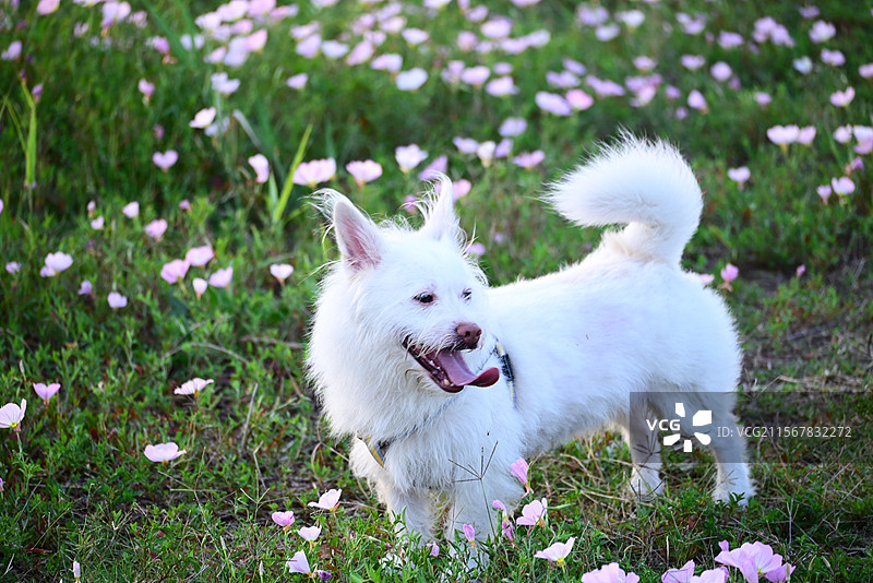 花海中的小狗图片素材