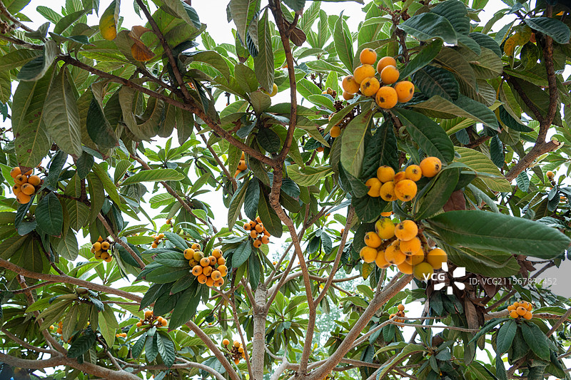 树上成熟的枇杷图片素材