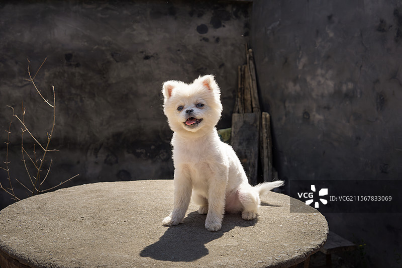 坐着微笑的白色博美犬特写图片素材