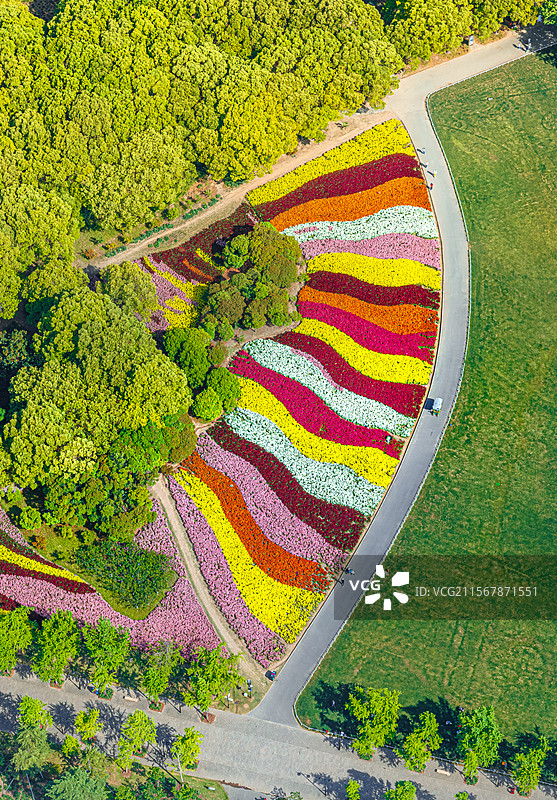 世纪公园乡土田园区 金鱼草七彩花园盛开 航拍上海浦东中央公园 城市绿洲生态环境保护图片素材