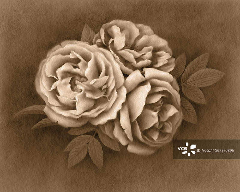 玫瑰花素描图片素材