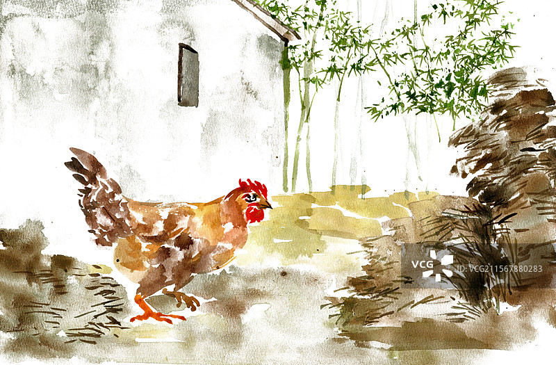 房前的母鸡图片素材