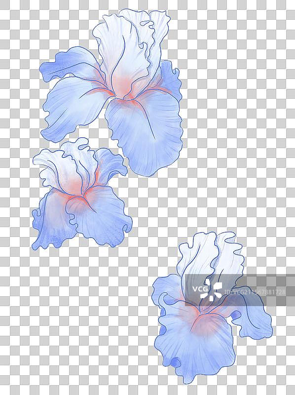 鸢尾花图片素材