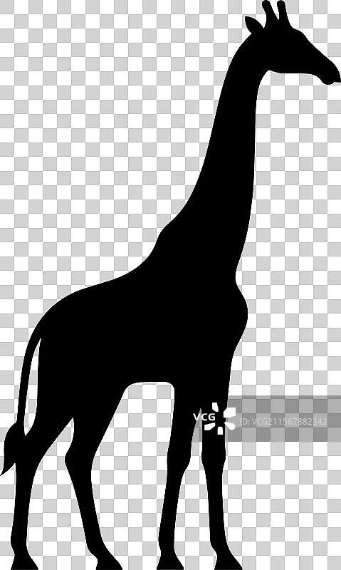 白色背景上的长颈鹿剪影图片素材
