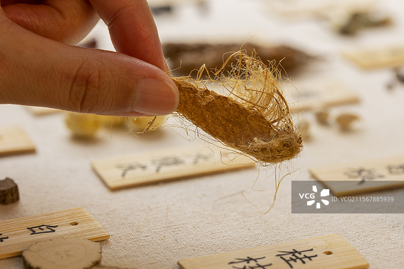 手拿中药材大腹皮特写图片素材