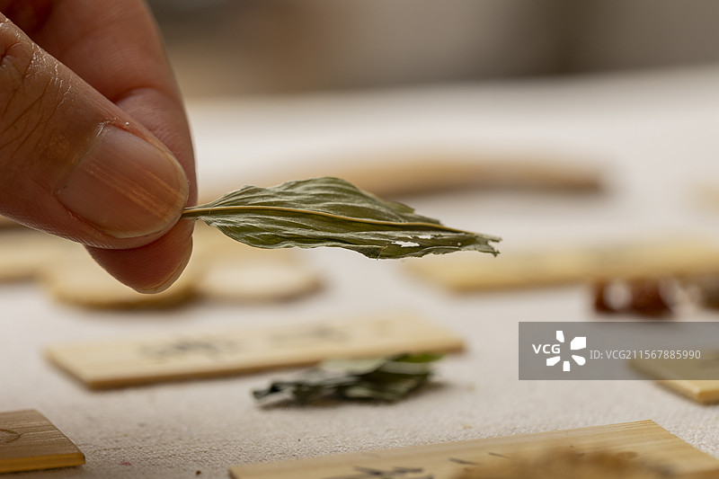 手拿中药材竹叶特写图片素材