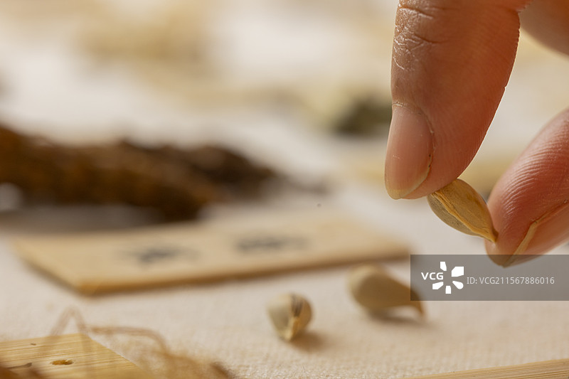 手拿中药材橘核（桔核）特写图片素材