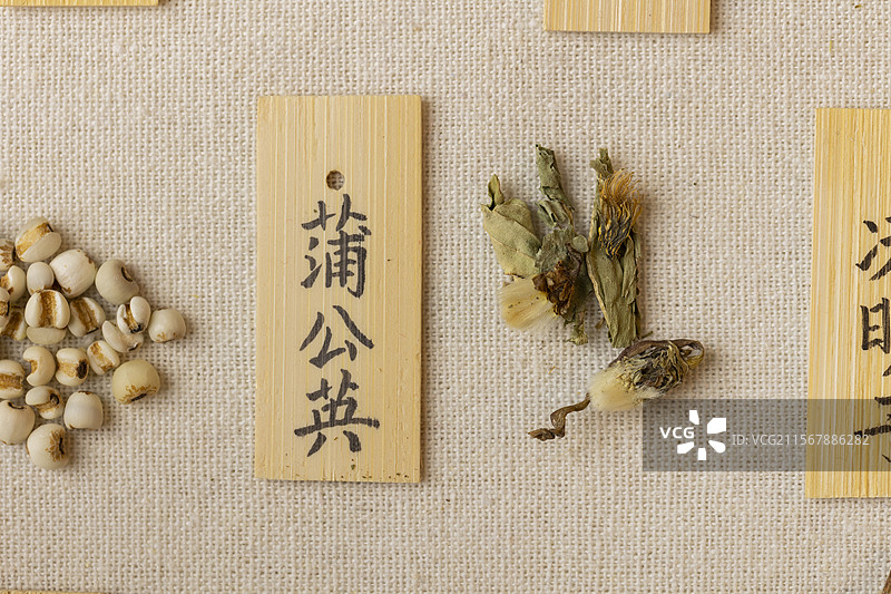 中药材蒲公英图片素材