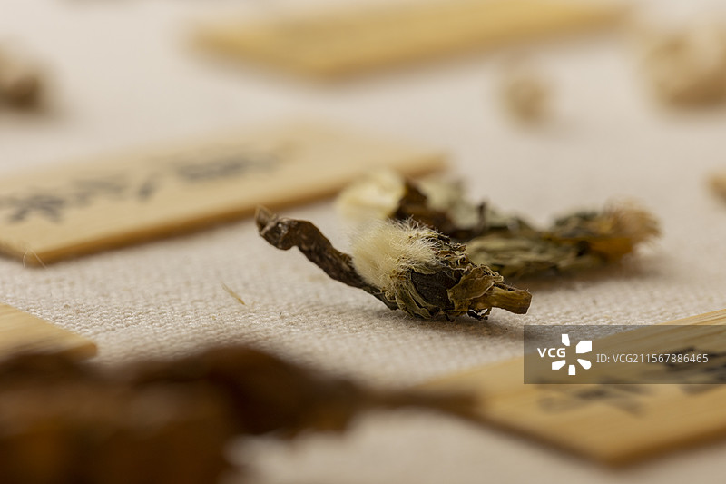 中药材蒲公英图片素材