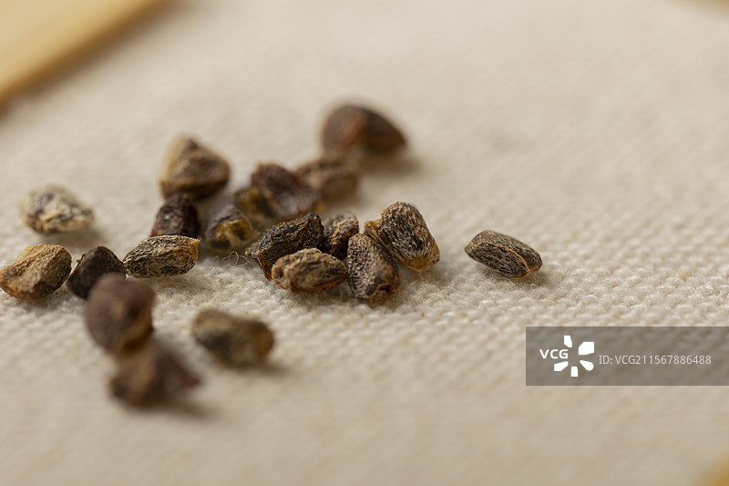 中药材砂仁图片素材
