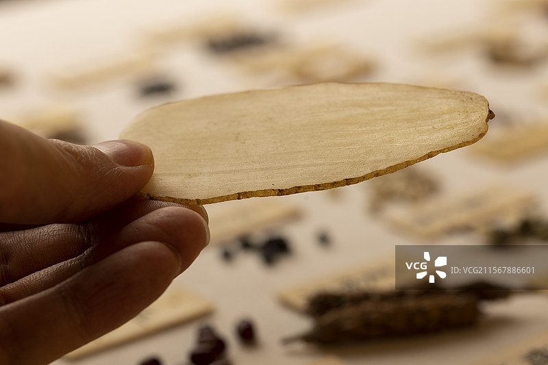 手拿中药材天麻图片素材