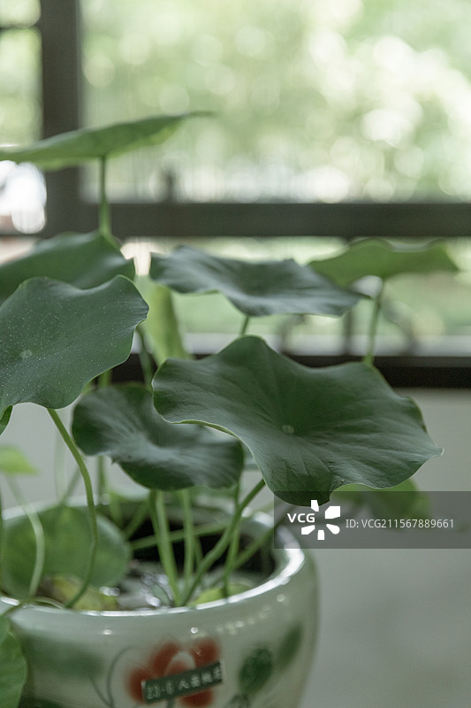 园林中式园林公园风景绿色植物美景绿植夏天郁郁葱葱养眼手机壁纸电脑壁纸电脑屏保屏保壁纸亭台小桥流水江南图片素材